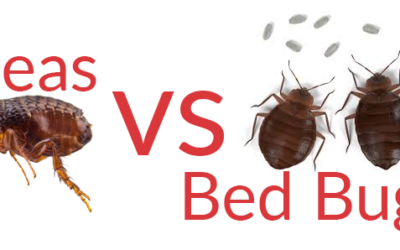 Bed Bug Bites vs Flea Bites