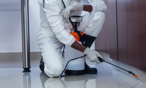 How Often Should You Pest Control Your Home