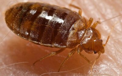 How to Get Rid of Bed Bugs